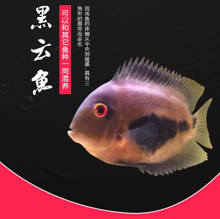 儋州黑云（大吉大利）鱼 观赏鱼混养鱼（儋州龙鱼配鱼）