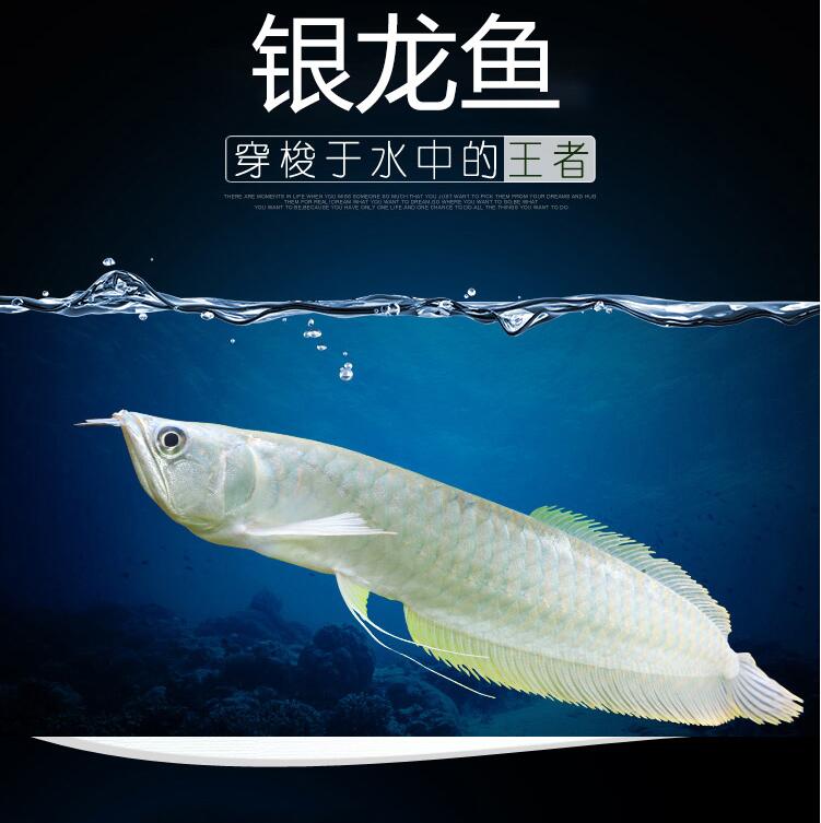 儋州银龙|银龙苗 观赏鱼混养鱼（儋州龙鱼配鱼）